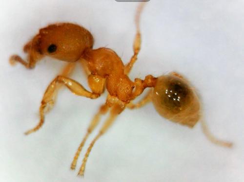 Réf. 225 621 : Pheidole parva